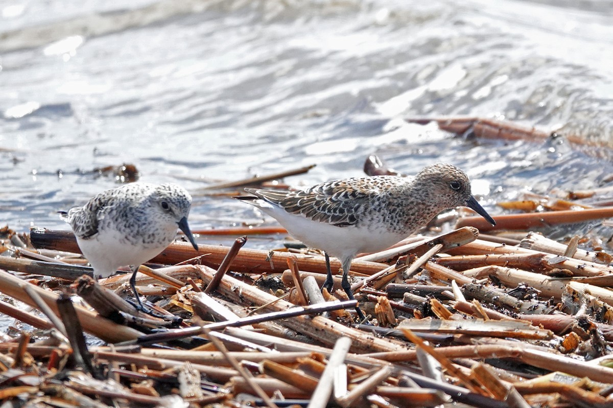 Bécasseau sanderling - ML447773211