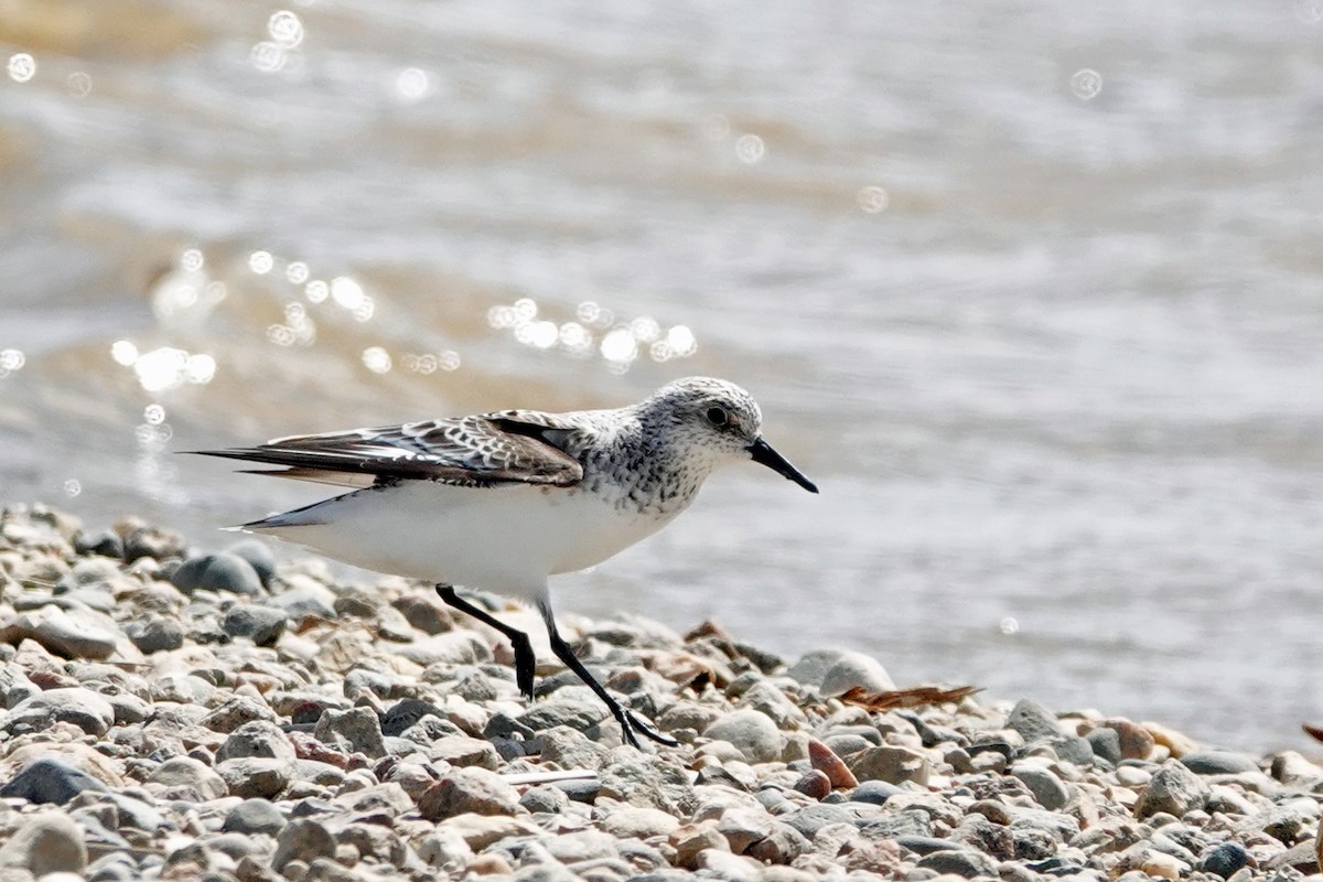 Bécasseau sanderling - ML447773241