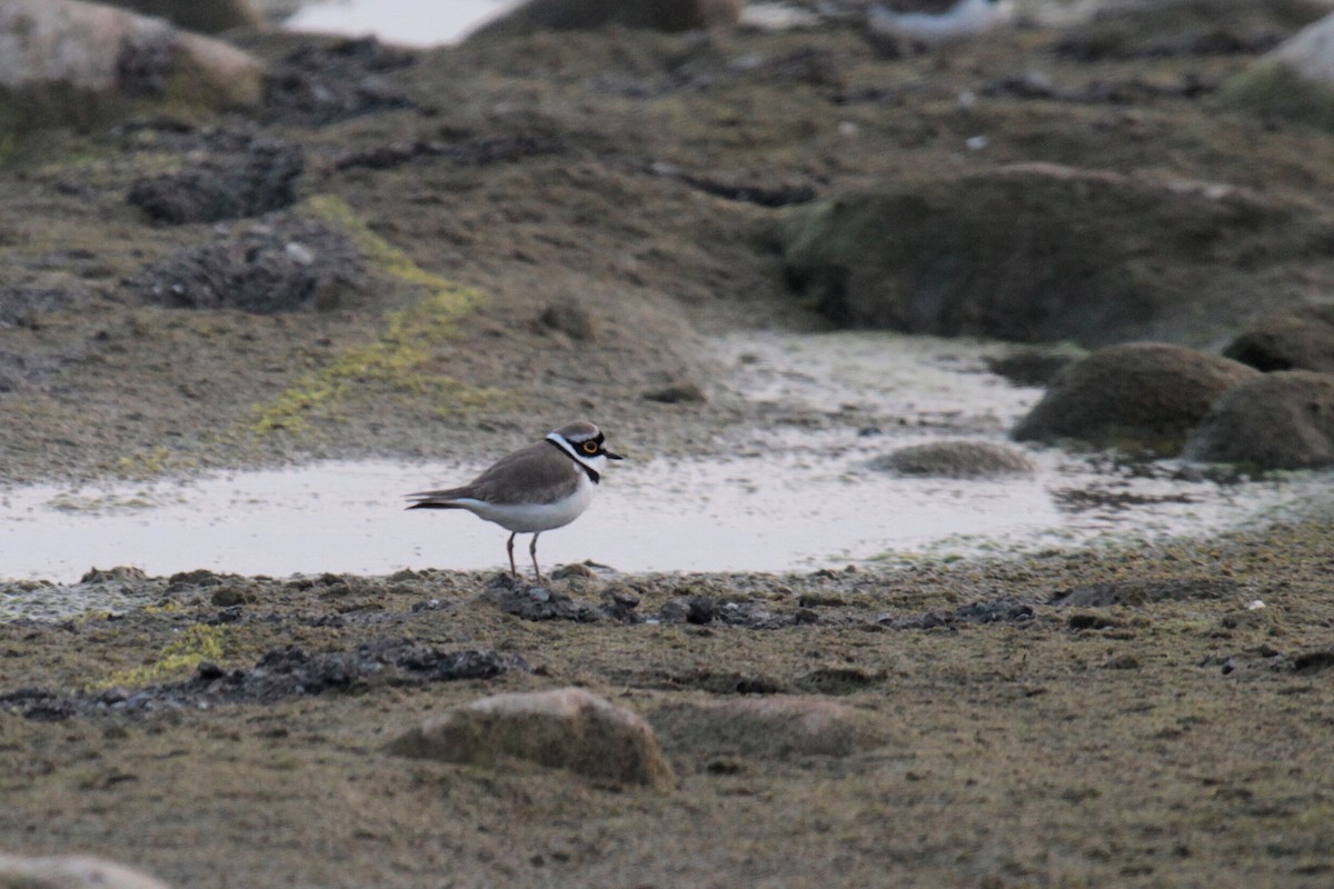 Little Ringed Plover - ML44777381