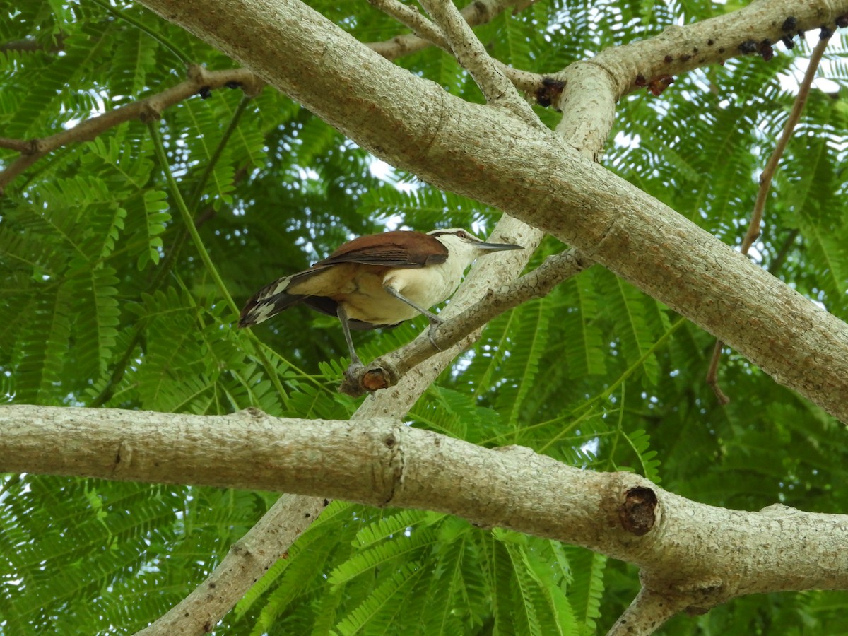 Giant Wren - ML447773891