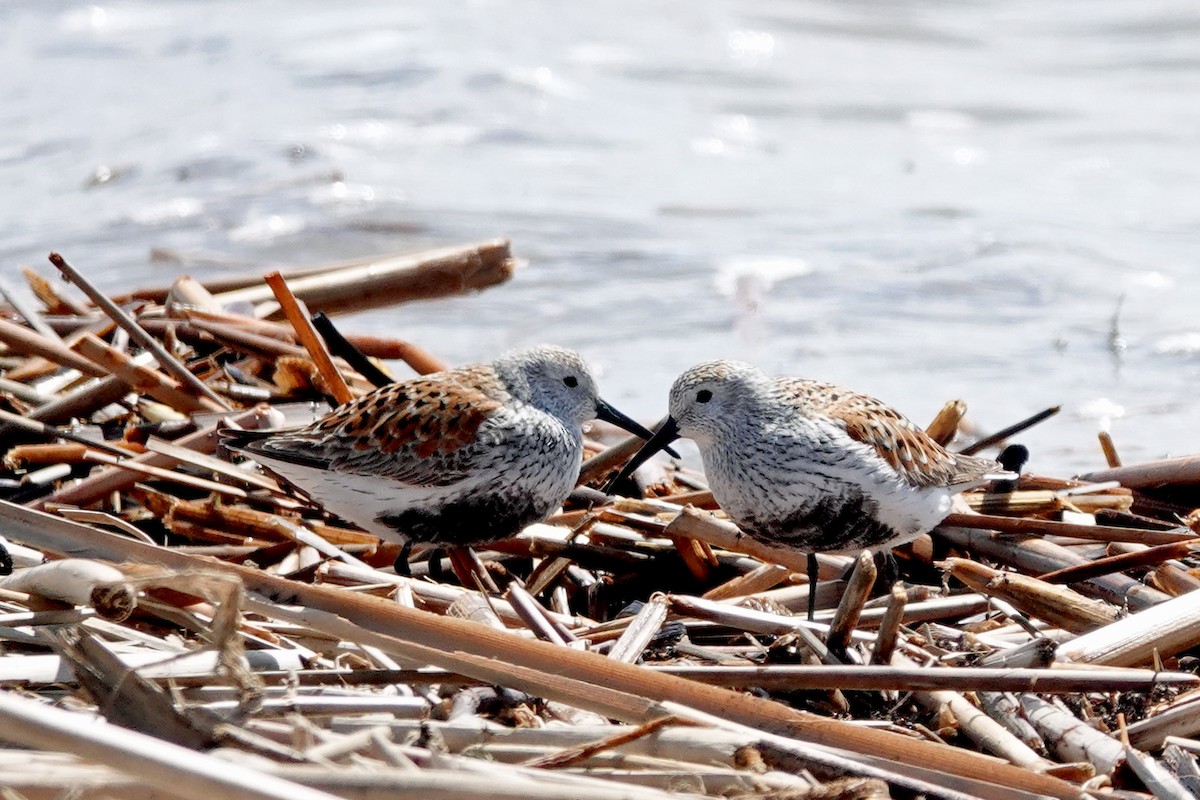 Dunlin - ML447774121