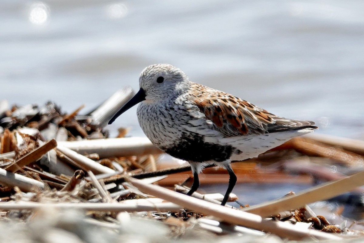 Dunlin - ML447774131