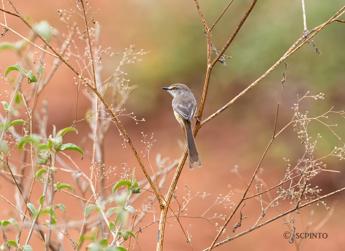 Pale Prinia - Shailesh Pinto