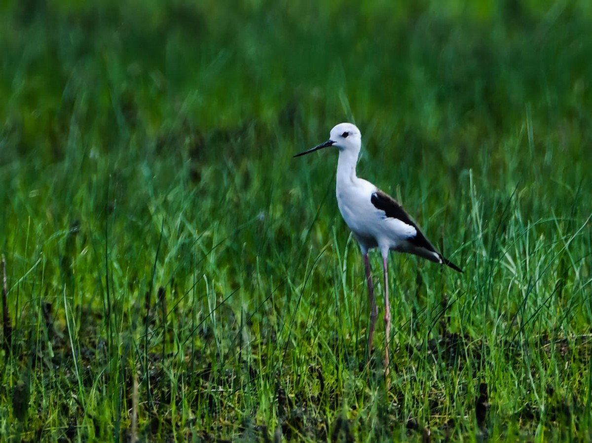 Black-winged Stilt - ML447776951