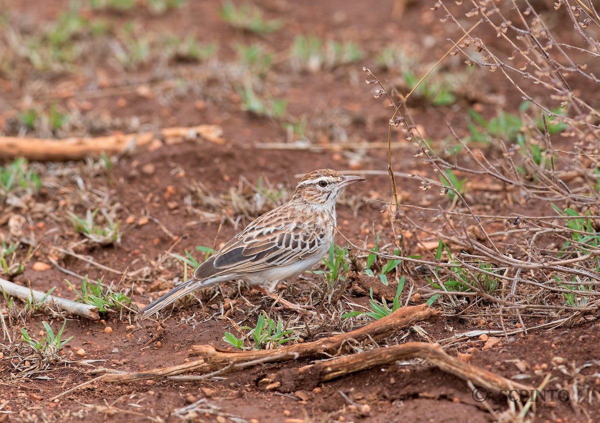 Gillett's Lark - ML44777751