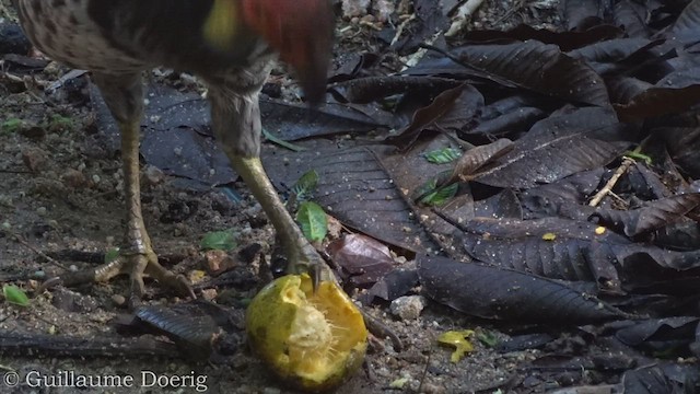 Australian Brushturkey - ML447779891