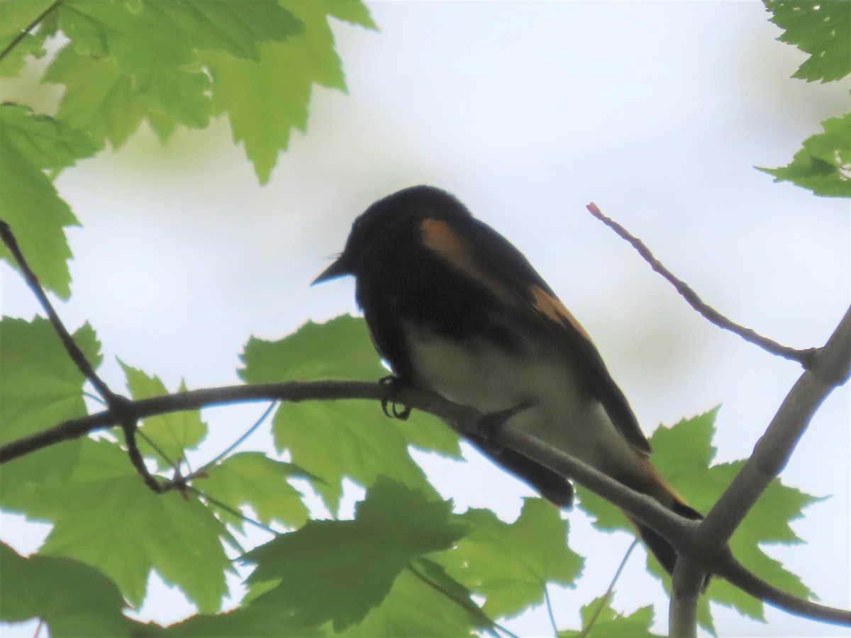 American Redstart - ML447781911