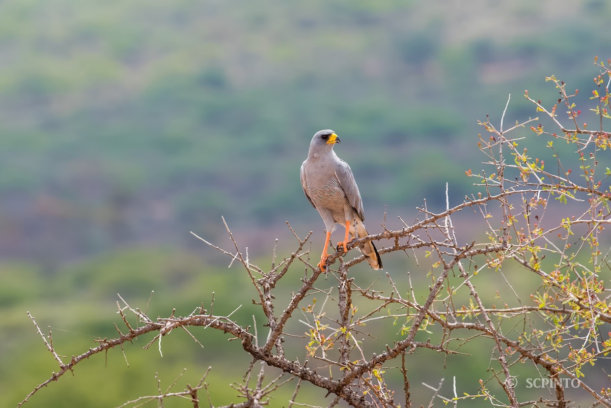 Eastern Chanting-Goshawk - ML44778281