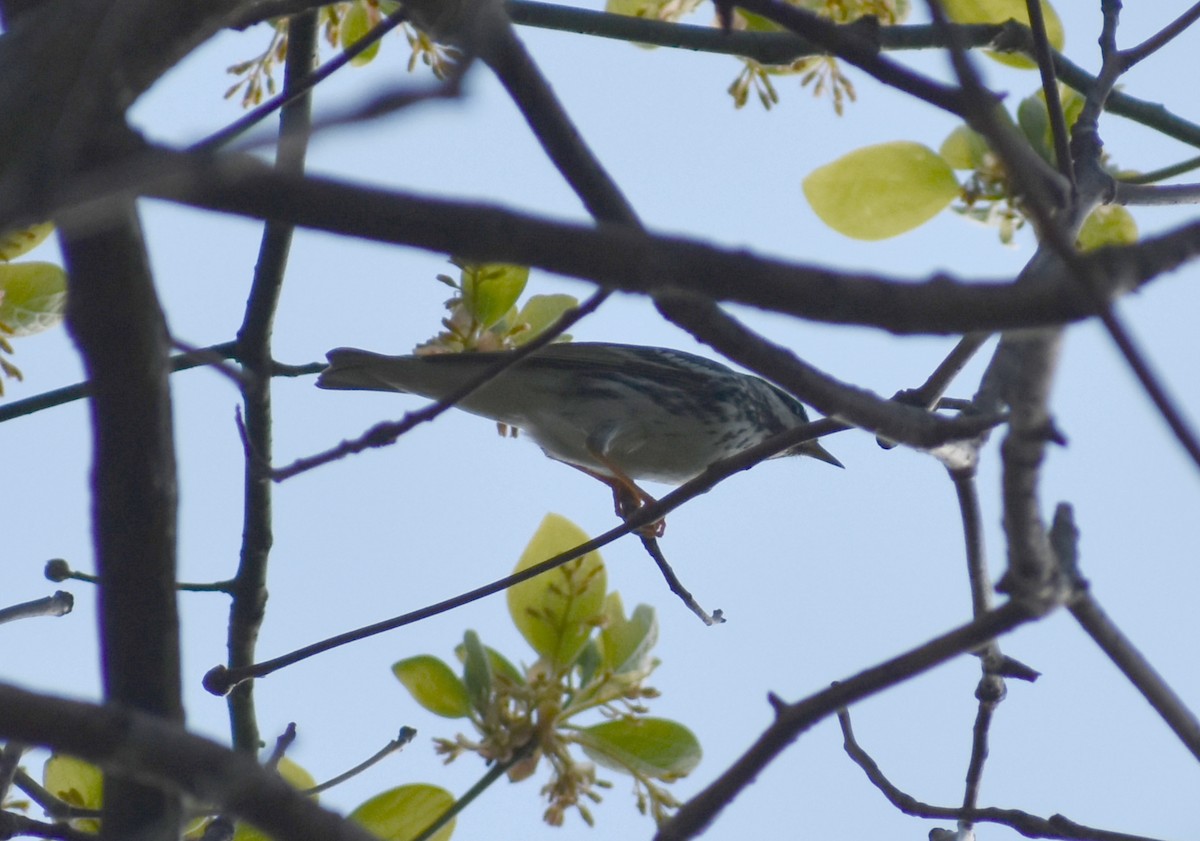 Blackpoll Warbler - Rebecca Stephens