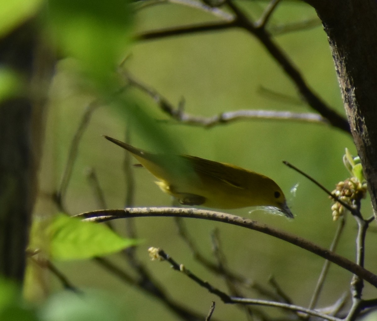 Yellow Warbler - Rebecca Stephens