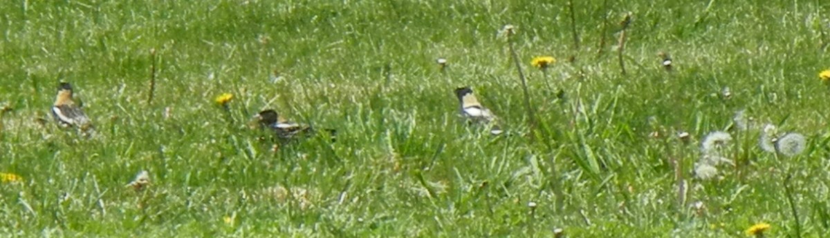 bobolink americký - ML447783201