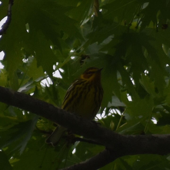 Cape May Warbler - ML447783541