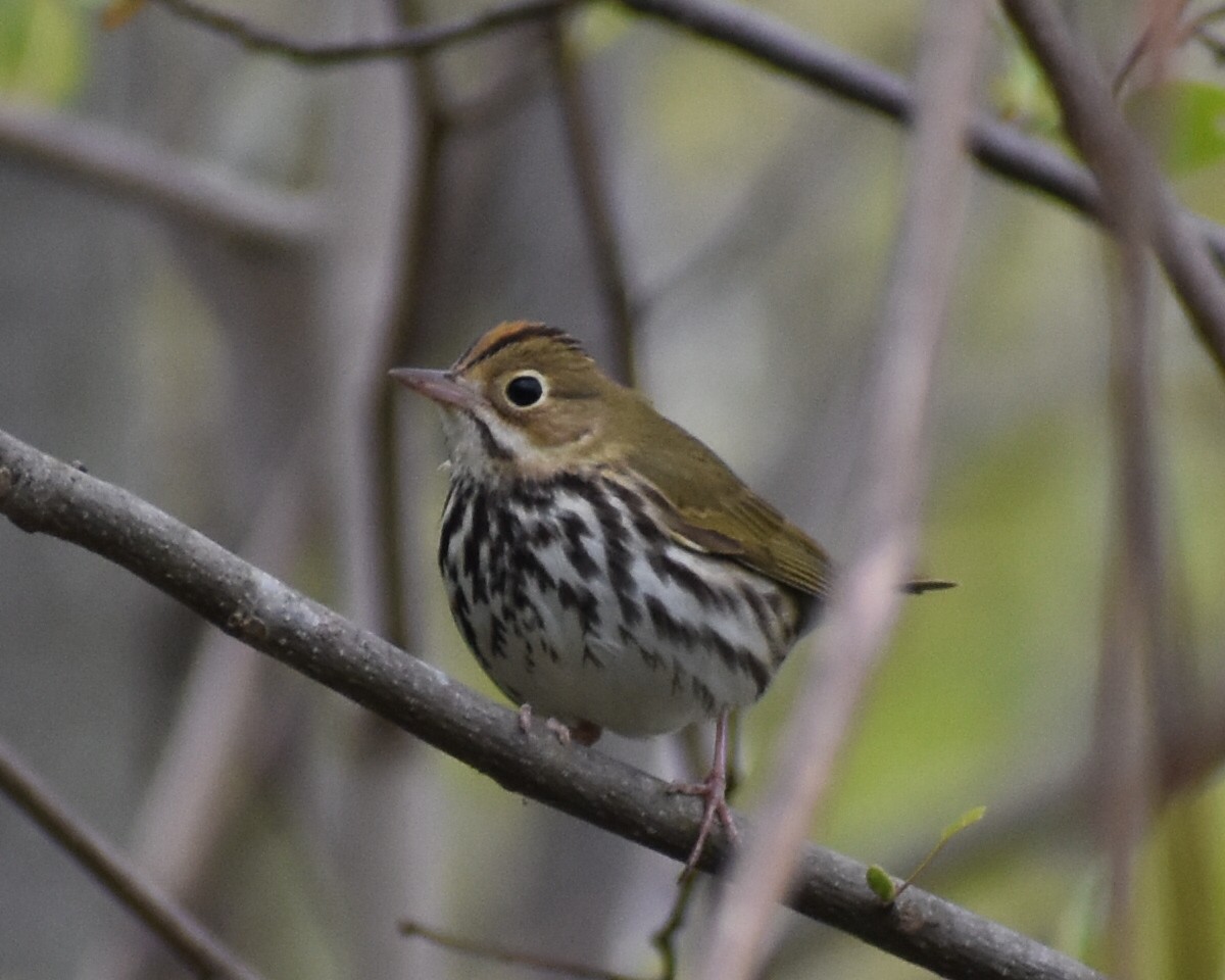 Ovenbird - ML447783651