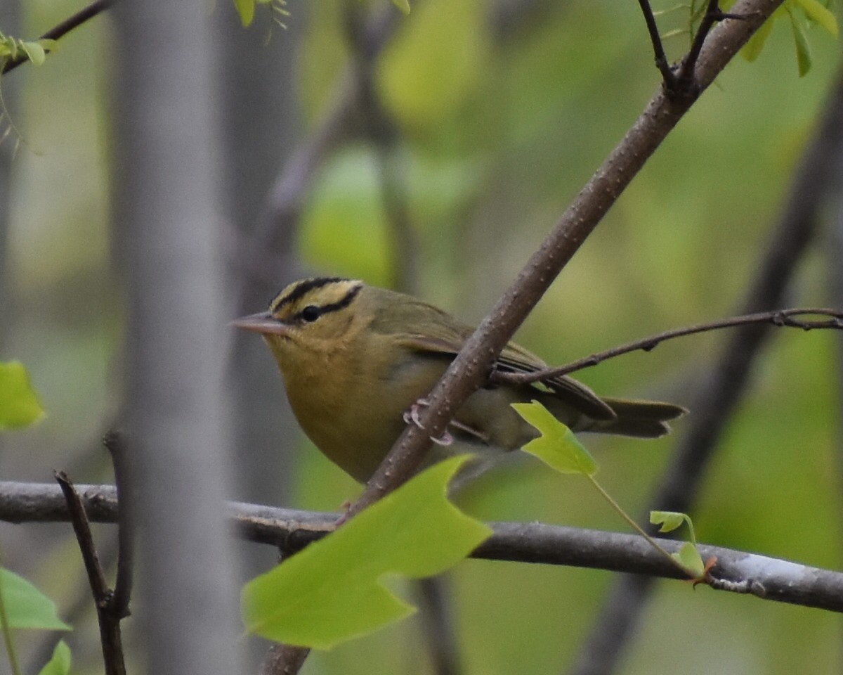 Worm-eating Warbler - ML447783791