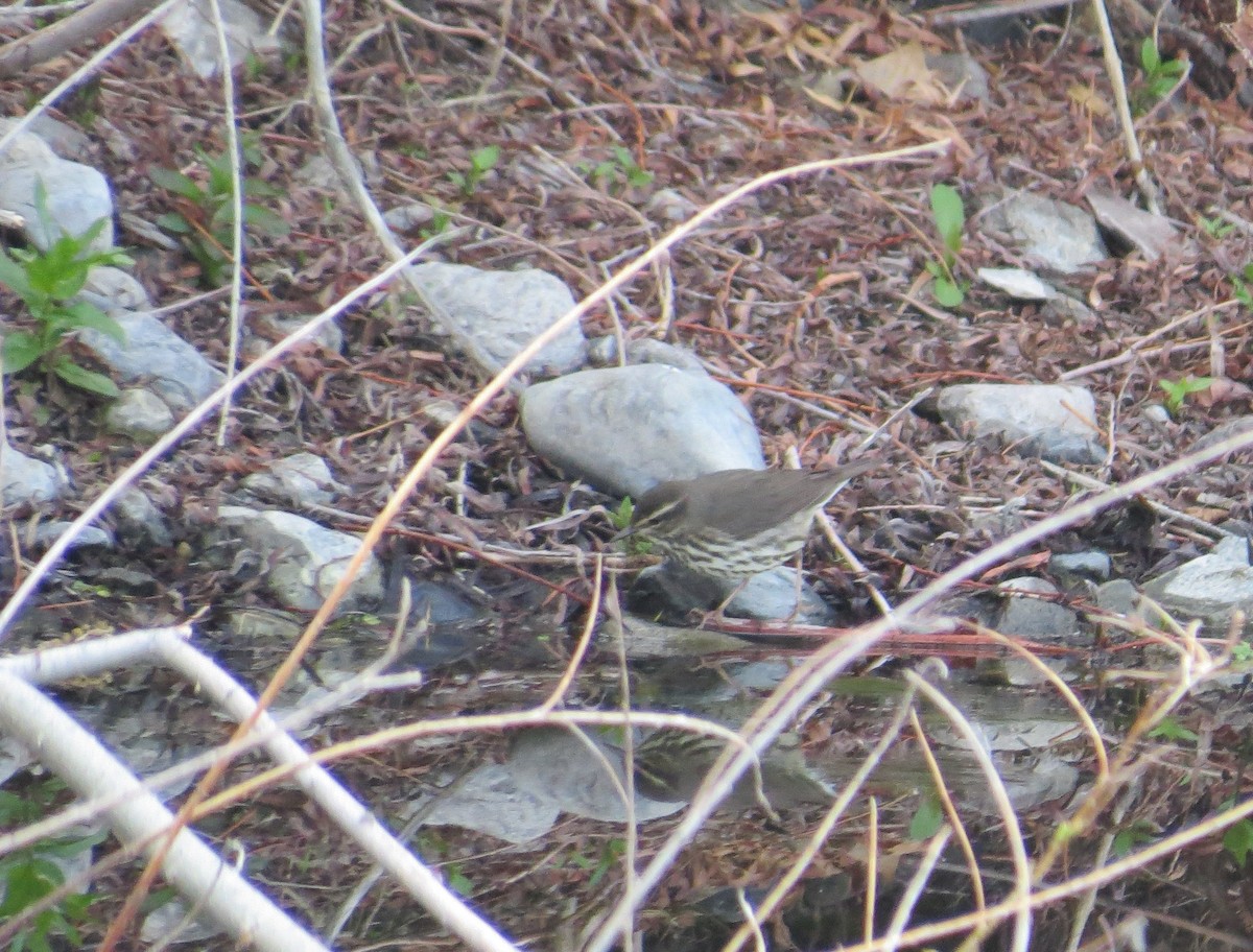 Northern Waterthrush - ML447784761