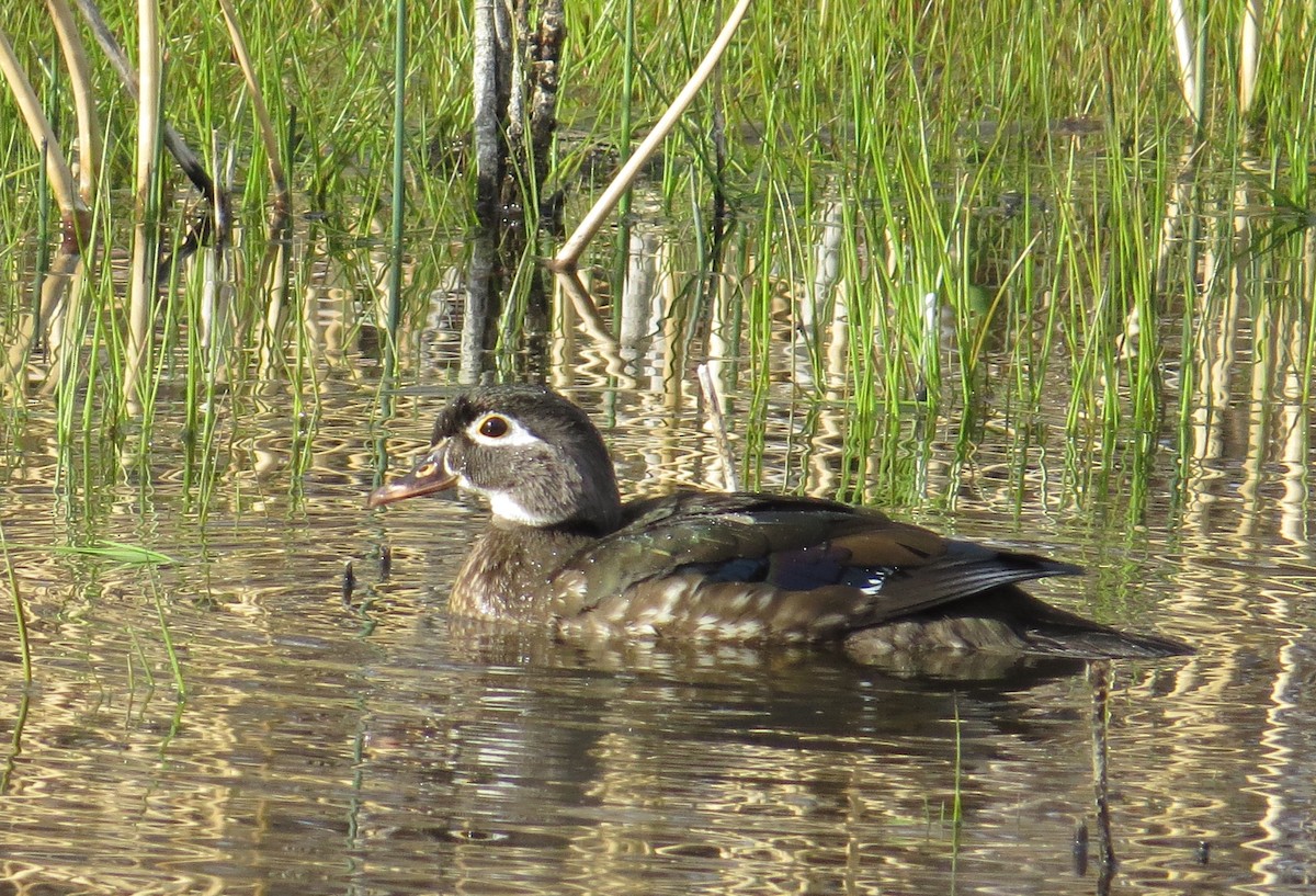 Wood Duck - ML447785011