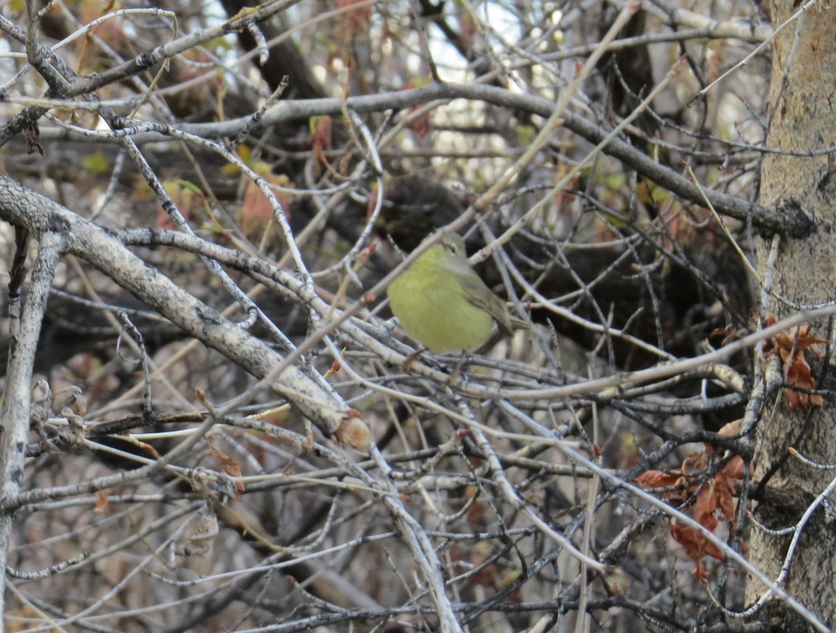 Orange-crowned Warbler - ML447785121