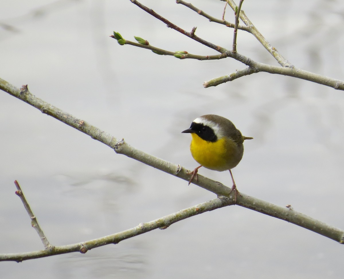 Common Yellowthroat - ML447785161