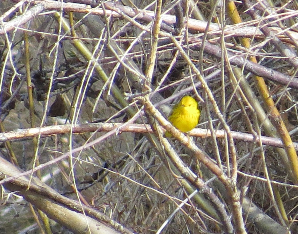 Yellow Warbler - ML447785211