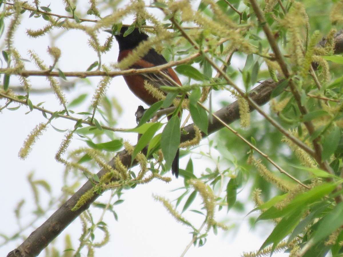 Orchard Oriole - ML447785541