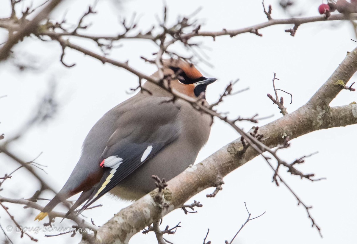 Шивэр энхэт бялзуухай - ML44778581