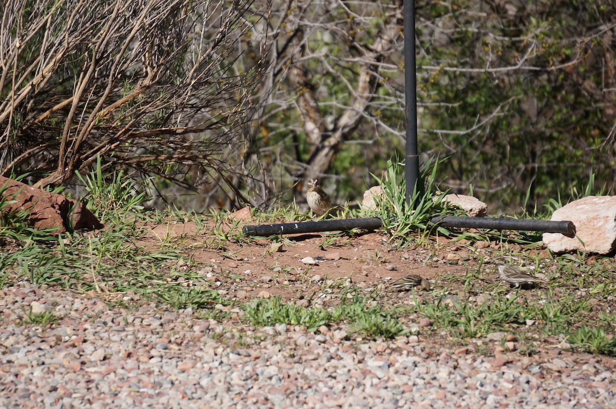 Rose-breasted Grosbeak - ML447786901