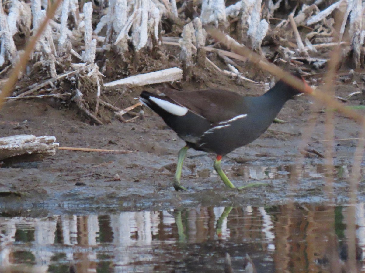 Common Gallinule - ML447787701