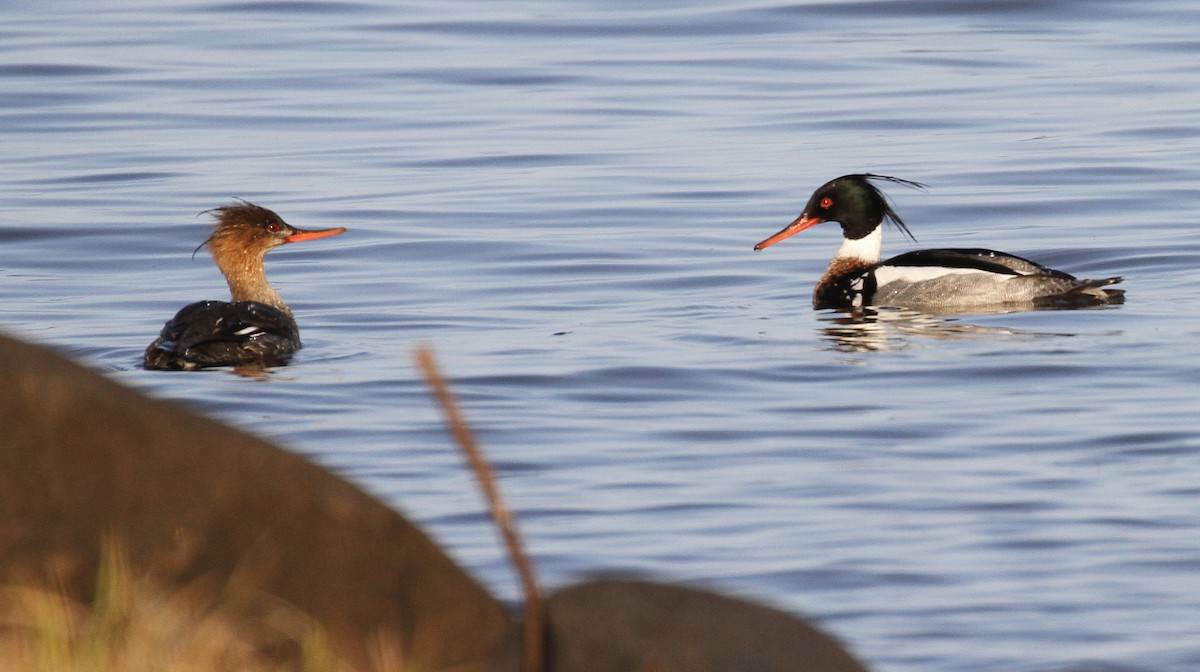 Red-breasted Merganser - Nick Anich