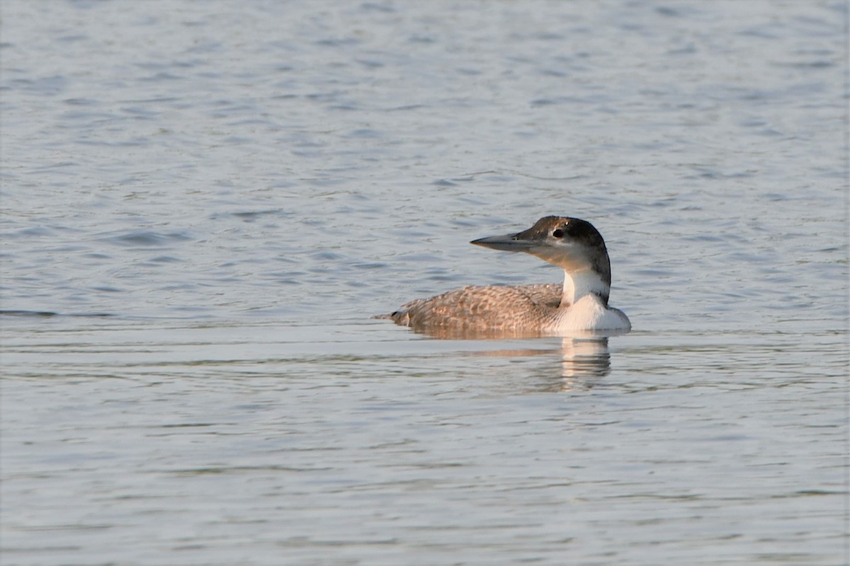 Common Loon - Gregory Hartman