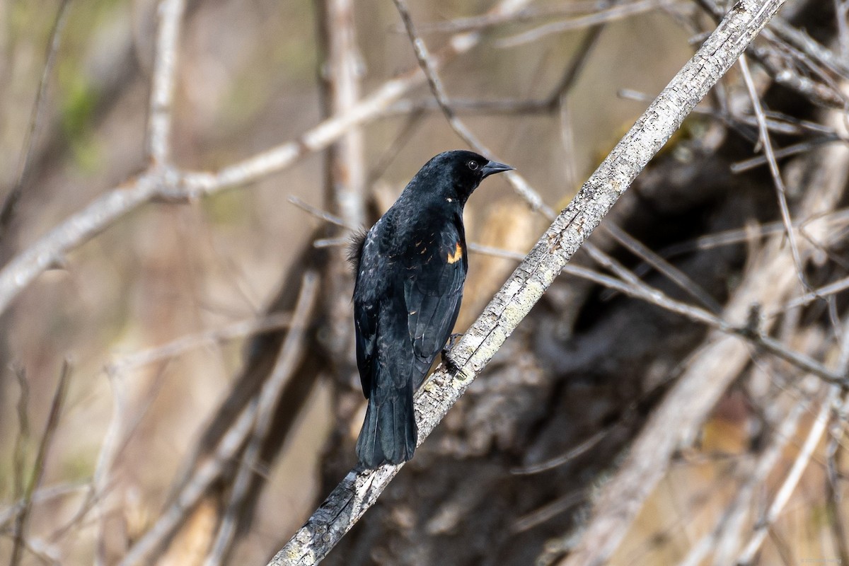 Red-winged Blackbird - ML447790011