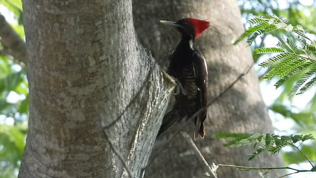 Lineated Woodpecker - ML447792091