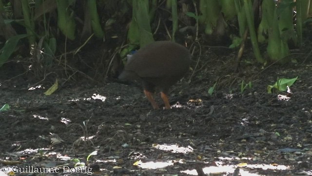 Rotbein-Großfußhuhn - ML447793171