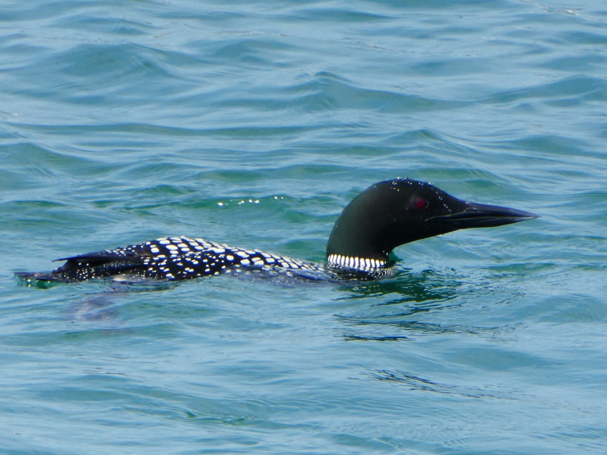 Common Loon - Jane Huggins