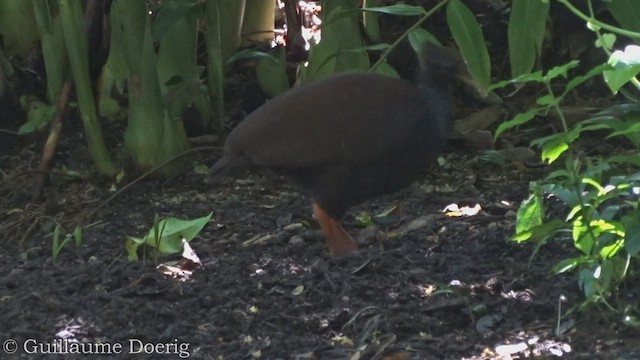 Rotbein-Großfußhuhn - ML447794161