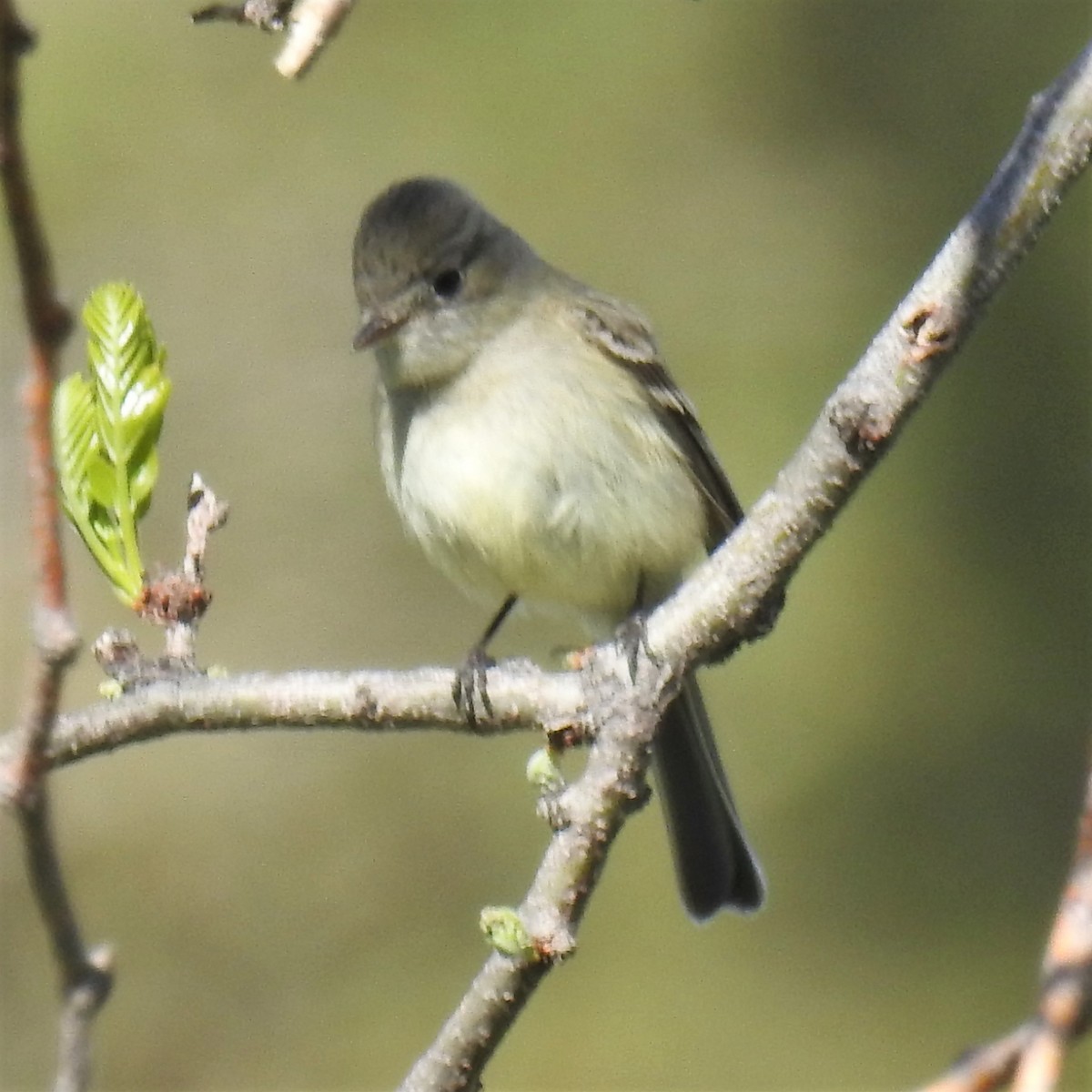 Dusky Flycatcher - ML447794881