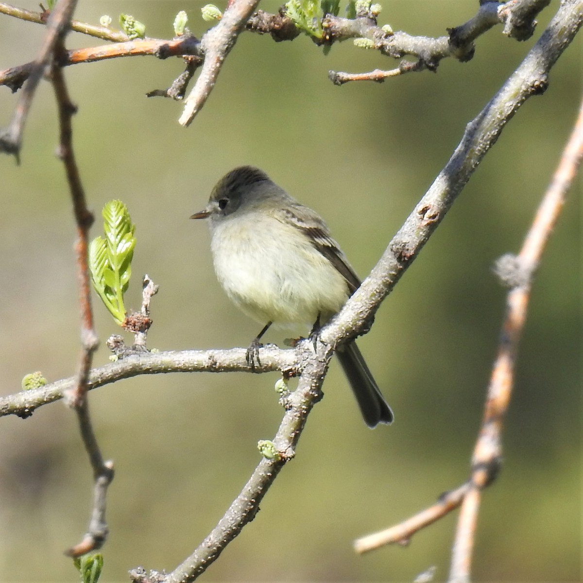 Dusky Flycatcher - ML447794991