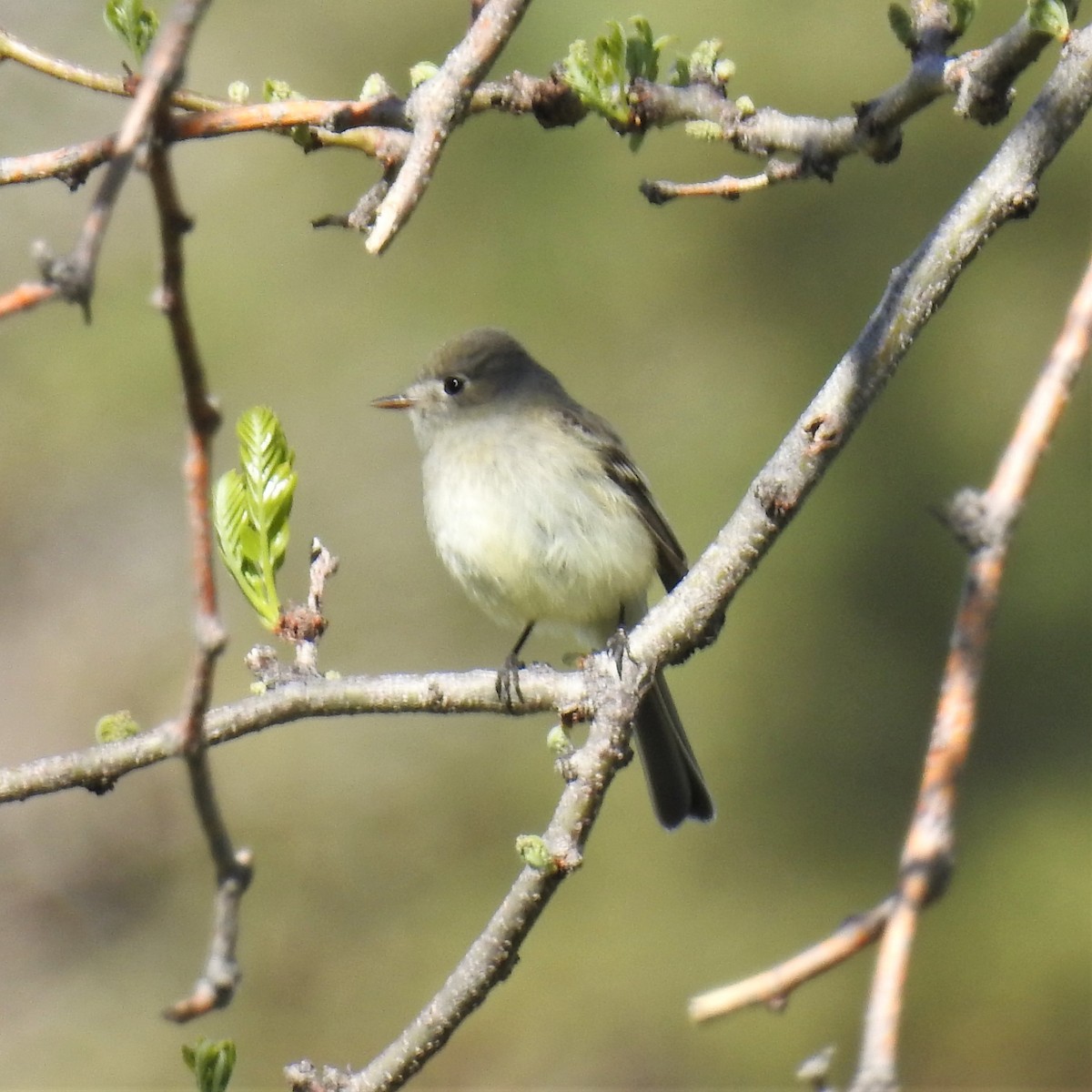 Dusky Flycatcher - ML447795131