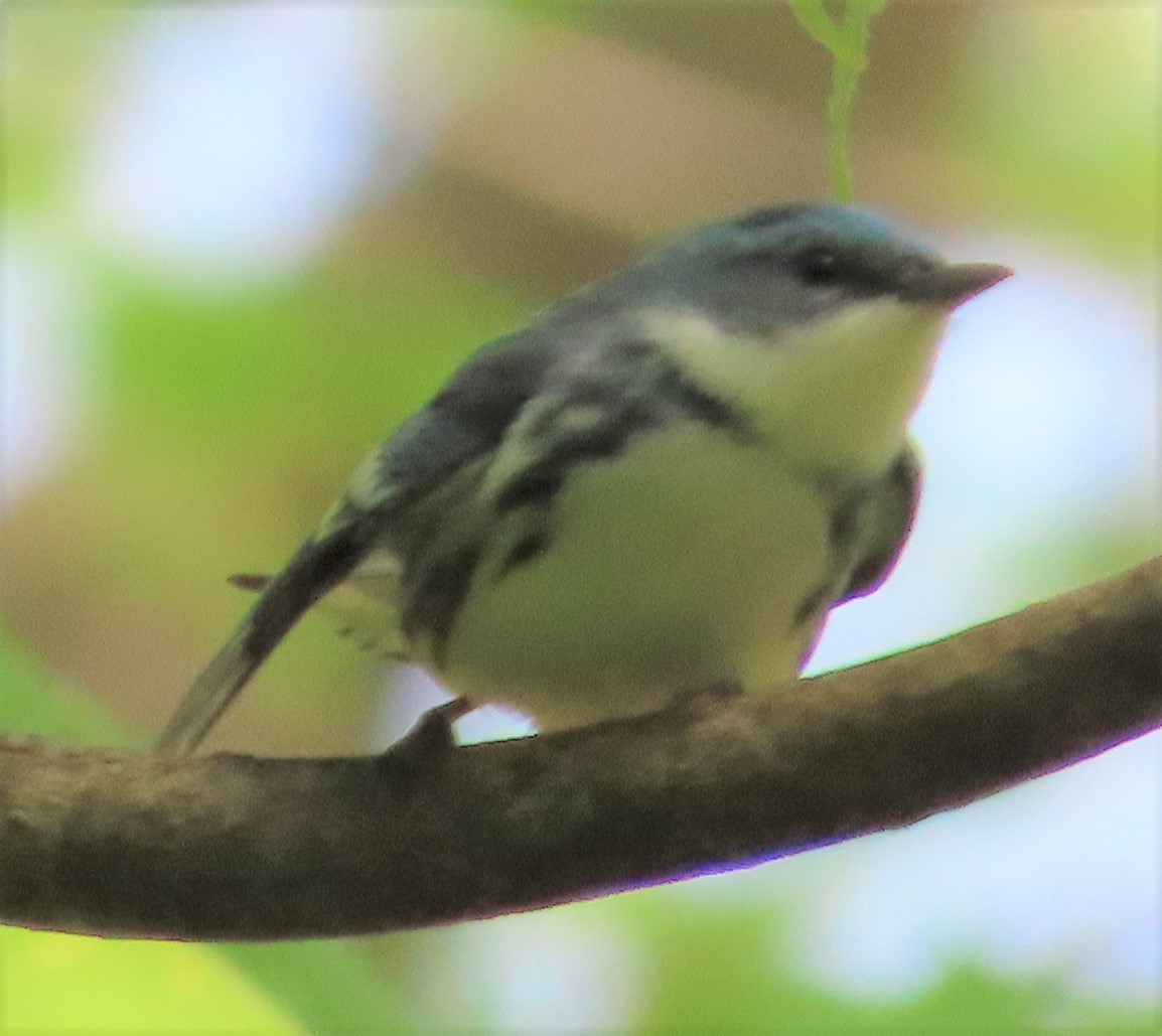 Cerulean Warbler - ML447795401