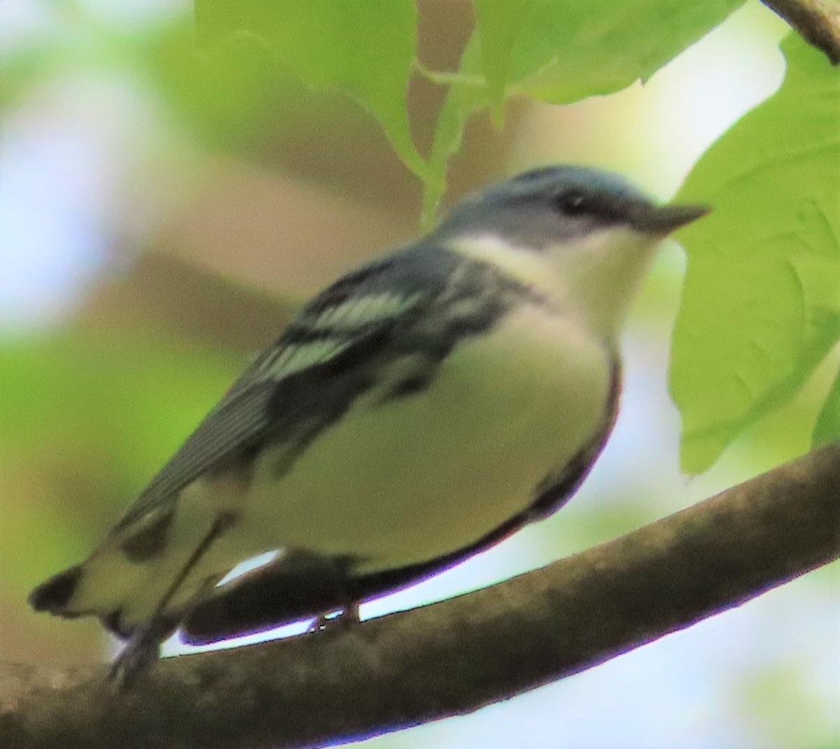 Cerulean Warbler - ML447796021