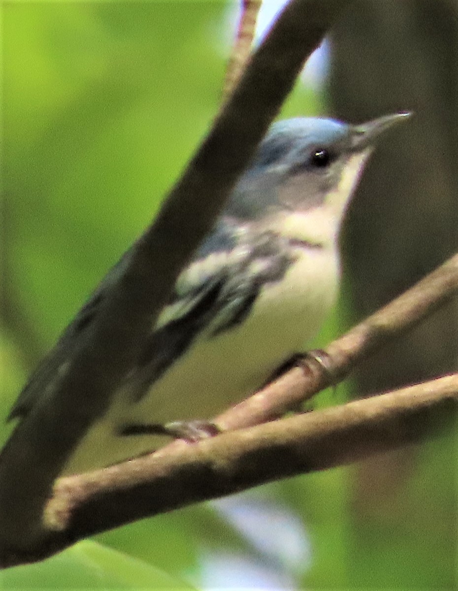 Cerulean Warbler - ML447796061