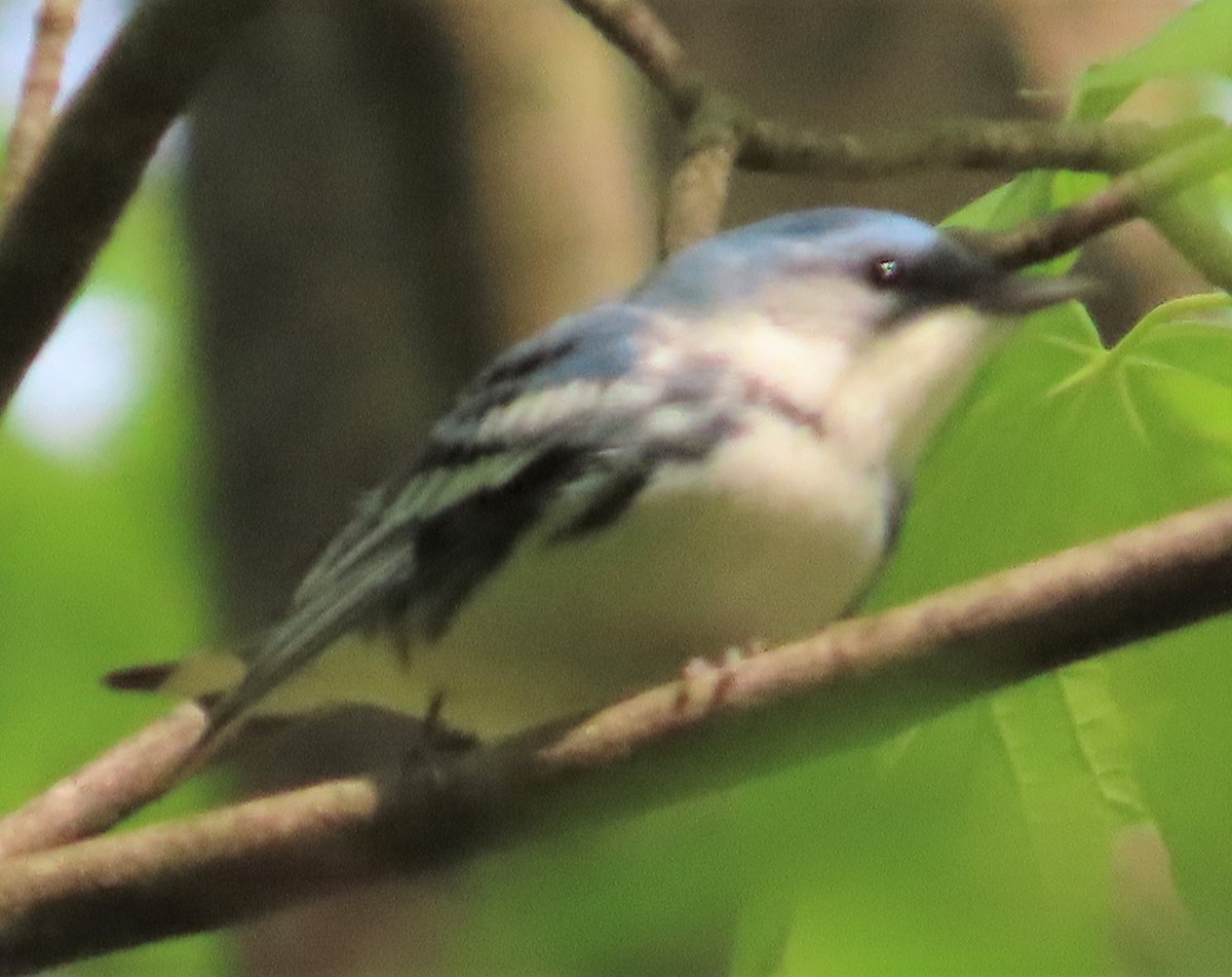 Cerulean Warbler - ML447796091