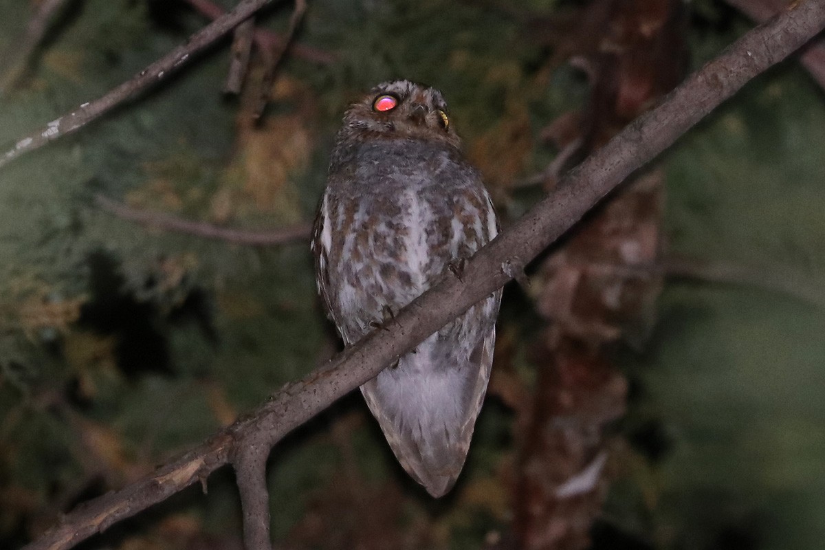 Elf Owl - ML447796751