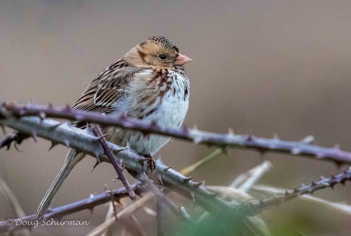 Harris's Sparrow - Doug  Schurman