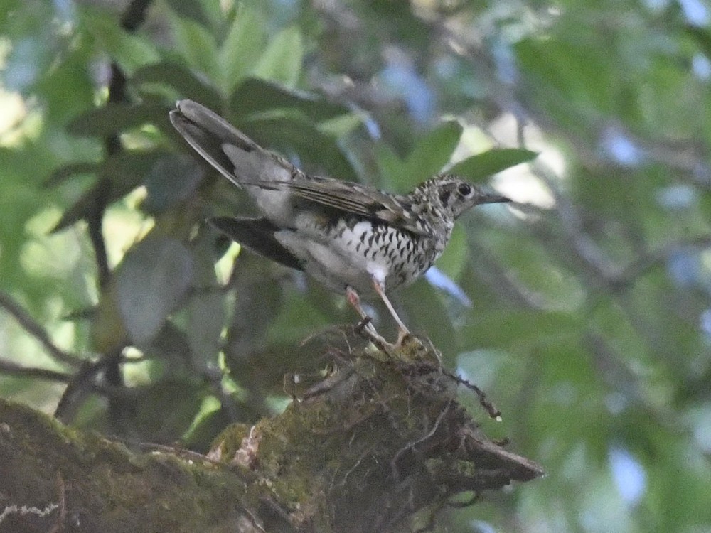 Scaly Thrush - Subhadra Devi