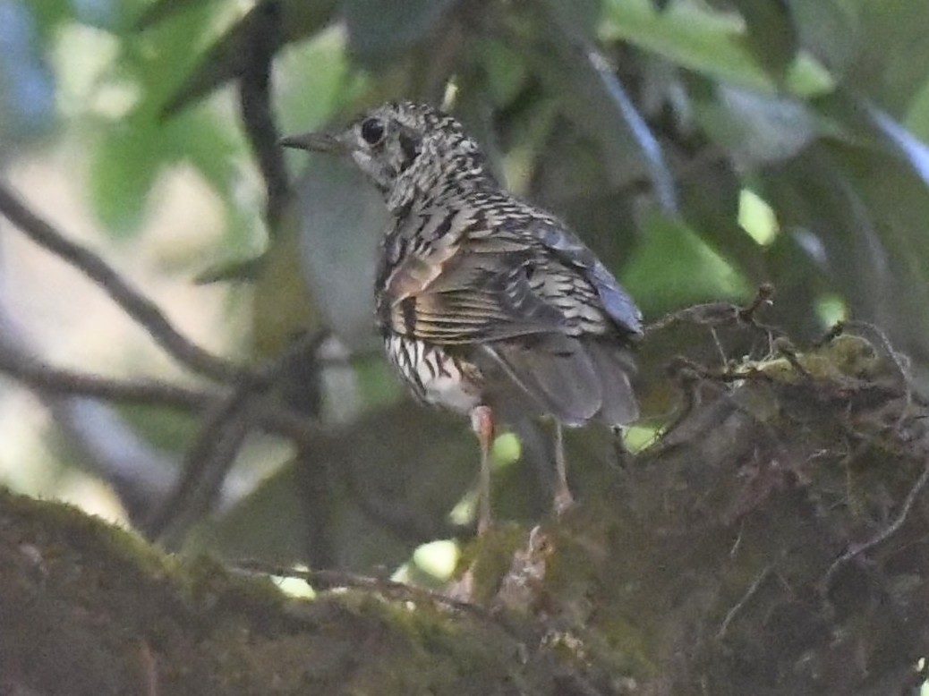 Scaly Thrush - Subhadra Devi