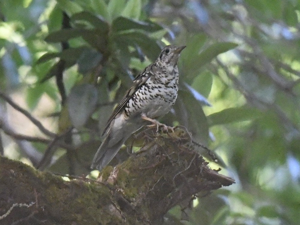 Scaly Thrush - Subhadra Devi