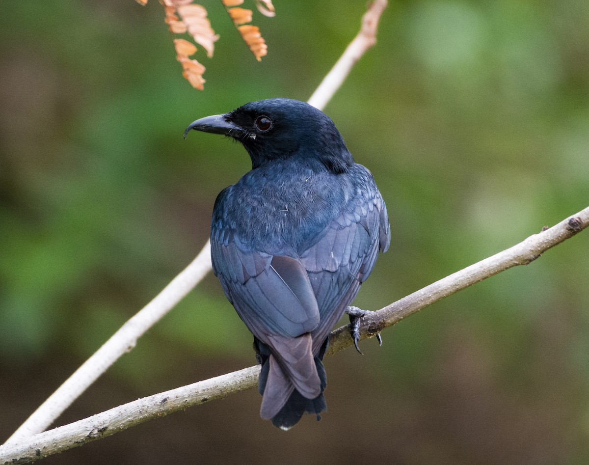 Black Drongo - ML447804131