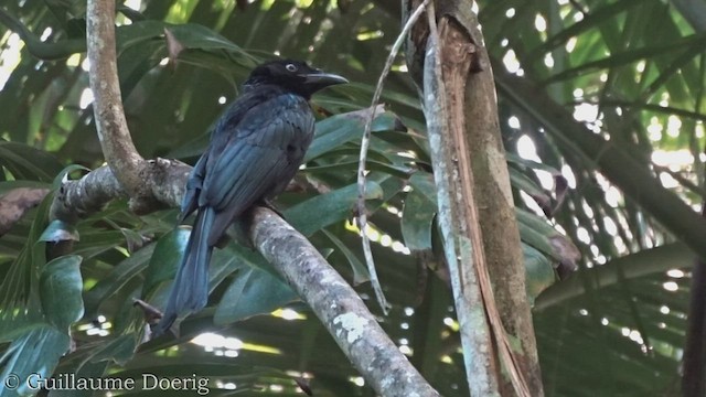 Yıldızlı Drongo - ML447804401