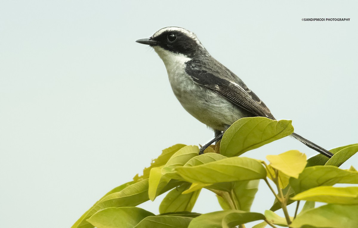 Gray Bushchat - Dr.Sandip  Modi