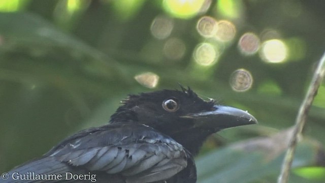 Drongo pailleté - ML447805331